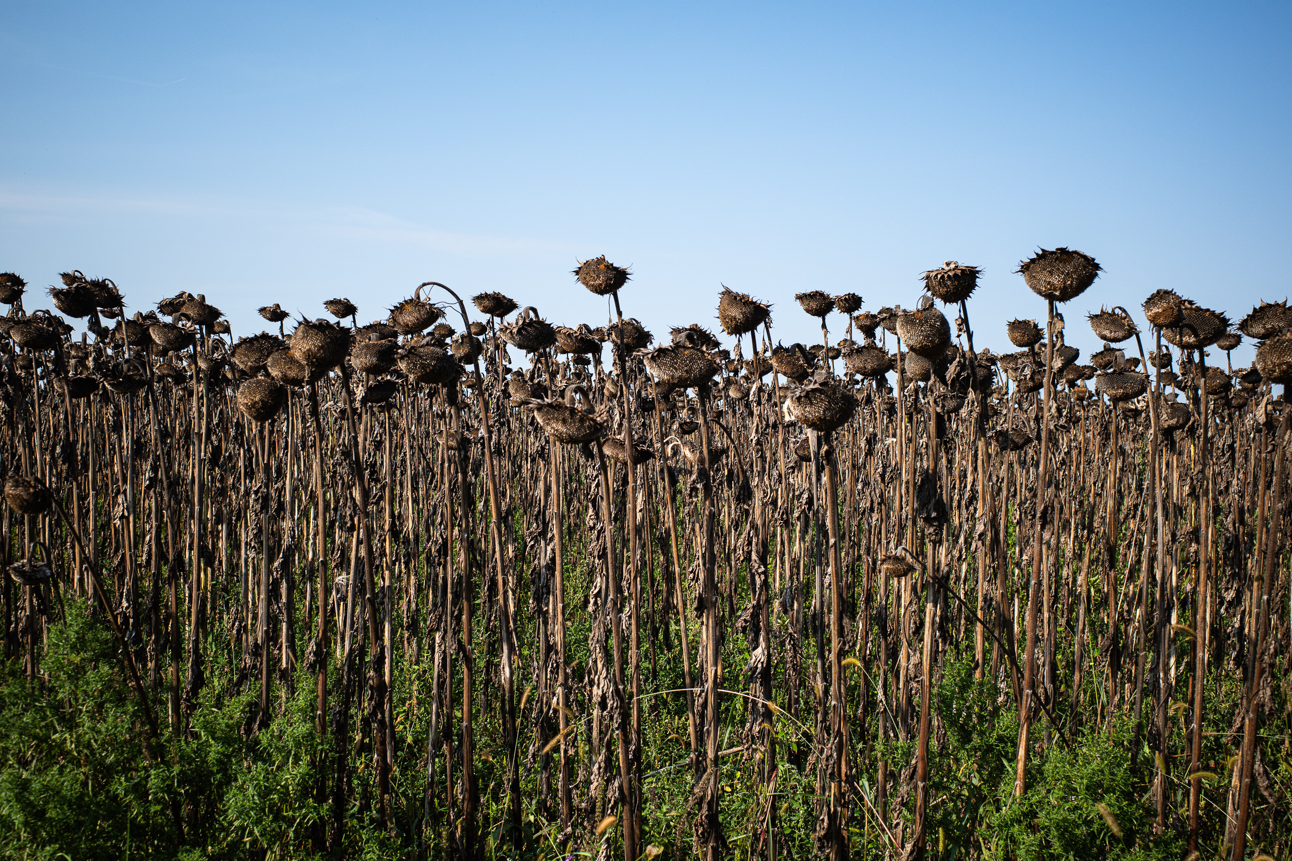 Ein Sonnenblumenfeld ohne Ende – die Köpfe längst vertrocknet